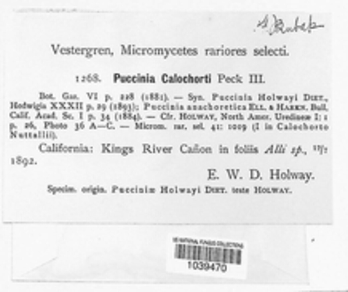 Puccinia calochorti image